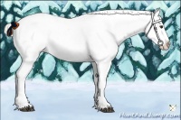 Horse Color:Palomino Leopard