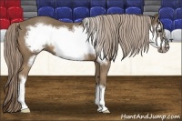 Horse Color:Chocolate Palomino Frame 