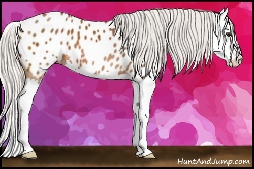 Horse Color:Silver Bay Splash Appaloosa 