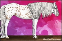 Horse Color:Silver Bay Splash Appaloosa 
