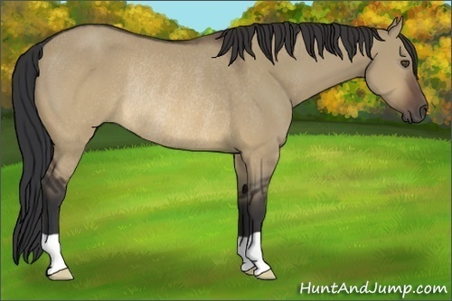 Horse Color:Brown Dun Rabicano