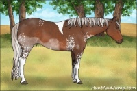 Horse Color:White Spotted Silver Bay Tobiano