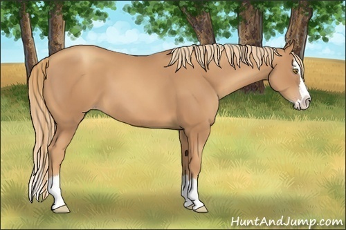Horse Color:Gold Champagne Sabino Splash
