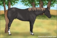 Horse Color:Liver Chestnut Sabino 