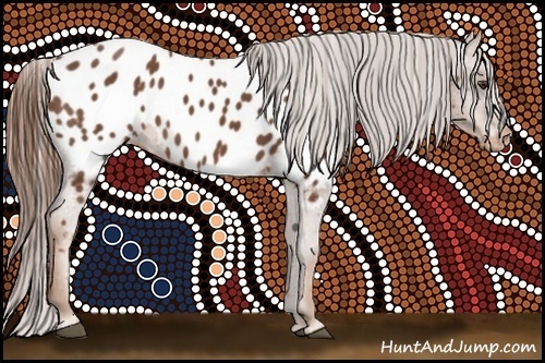 Horse Color:Chestnut Appaloosa 