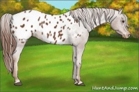 Horse Color:Chestnut Appaloosa 