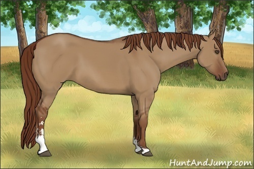 Horse Color:Red Dun Sabino