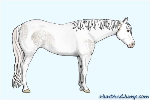 Horse Color:Unknown 