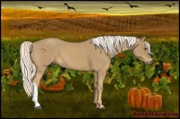 Horse Color:Palomino 