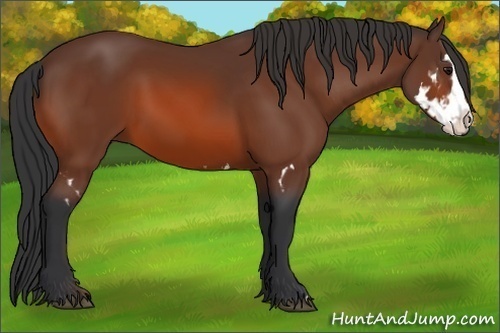 Horse Color:Bay Splash Frame