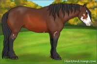 Horse Color:Bay Splash Frame