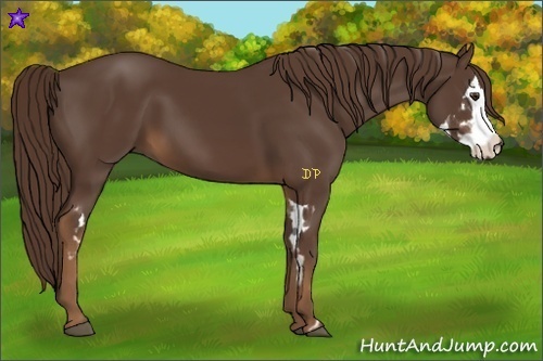 Horse Color:Liver Chestnut Splash Frame 