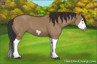 Horse Color:Bay Dun Splash Frame 