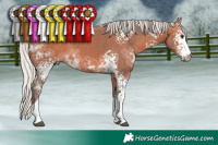 Horse Color:Unknown 