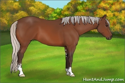 Horse Color:Silver Bay Sabino 