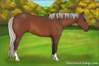Horse Color:Silver Bay Sabino 