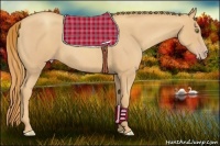 Horse Color:Gold Champagne Roan 