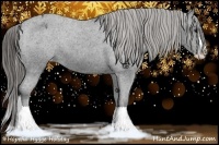 Horse Color:Black Splash Appaloosa 