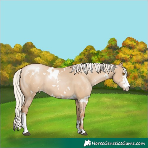 Horse Color:White Spotted Silver Grullo Pearl Sabino