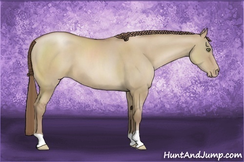 Horse Color:Grullo Pearl 