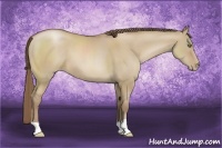 Horse Color:Grullo Pearl 