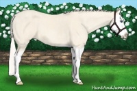 Horse Color:Cremello Splash Brindle