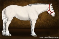 Horse Color:Cremello Splash  Brindle