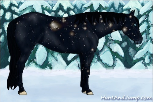 Horse Color:ERROR: UNKNOWN ANOMALY Brindle