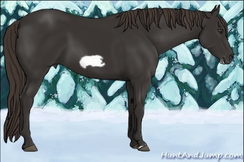Horse Color:Liver Chestnut Frame 