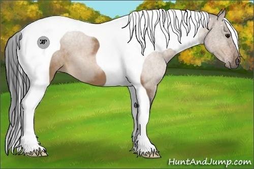 Horse Color:Bay Roan Dun Tobiano 