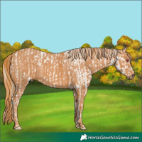 Horse Color:Perlino Chinchilla Splash  Brindle