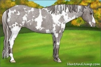 Horse Color:White Spotted Liver Chestnut Frame Varnish 