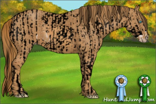Horse Color:ERROR: UNKNOWN ANOMALY Brindle
