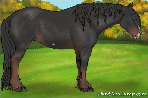 Horse Color:Liver Chestnut Frame 