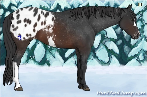 Horse Color:Brown Appaloosa 