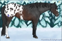Horse Color:Brown Appaloosa 