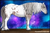 Horse Color:White Spotted Bay Splash Appaloosa 