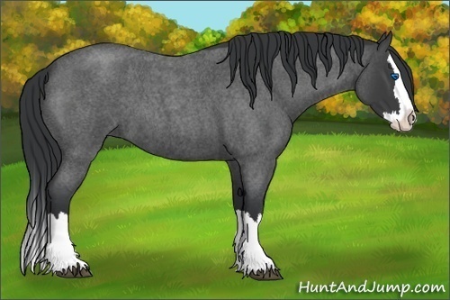 Horse Color:Blue Roan Splash 