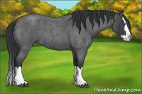 Horse Color:Blue Roan Splash 
