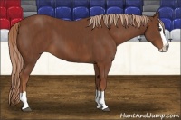 Horse Color:Chestnut Splash  Brindle