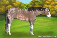 Horse Color:Unknown 