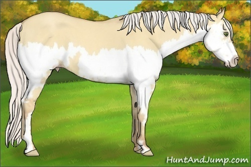 Horse Color:Silver Classic Champagne Dun Splash Frame