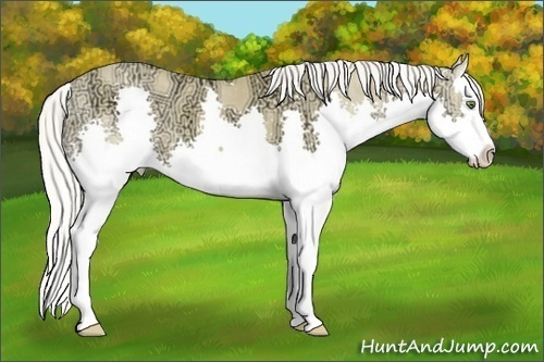 Horse Color:Silver Classic Champagne Ice Dun Splash 