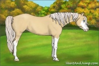 Horse Color:Silver Classic Champagne Dun Splash Frame 