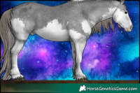 Horse Color:Black Splash Tobiano Varnish 