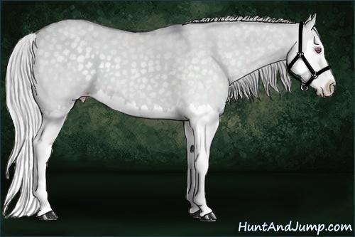 Horse Color:Silver Classic Champagne Chinchilla Dun Splash 