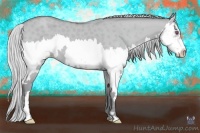 Horse Color:Silver Classic Champagne Chinchilla Dun Splash Frame