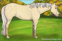 Horse Color:Silver Classic Champagne Dun Splash Frame 