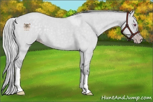 Horse Color:Silver Classic Champagne Chinchilla Roan Dun Tobiano 