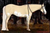 Horse Color:Silver Classic Champagne Dun Splash Frame 